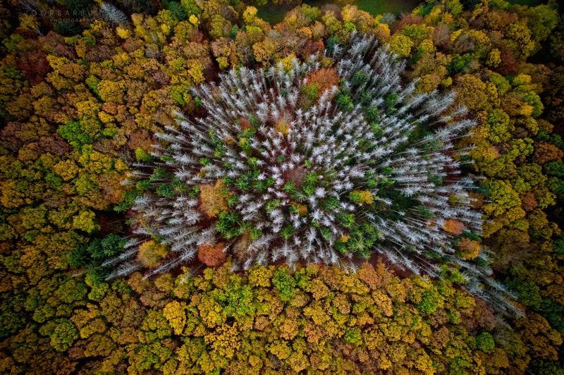 Forest heartphoto preview