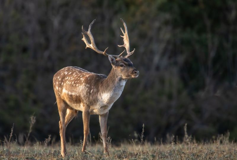 Европейская Лань. photo preview