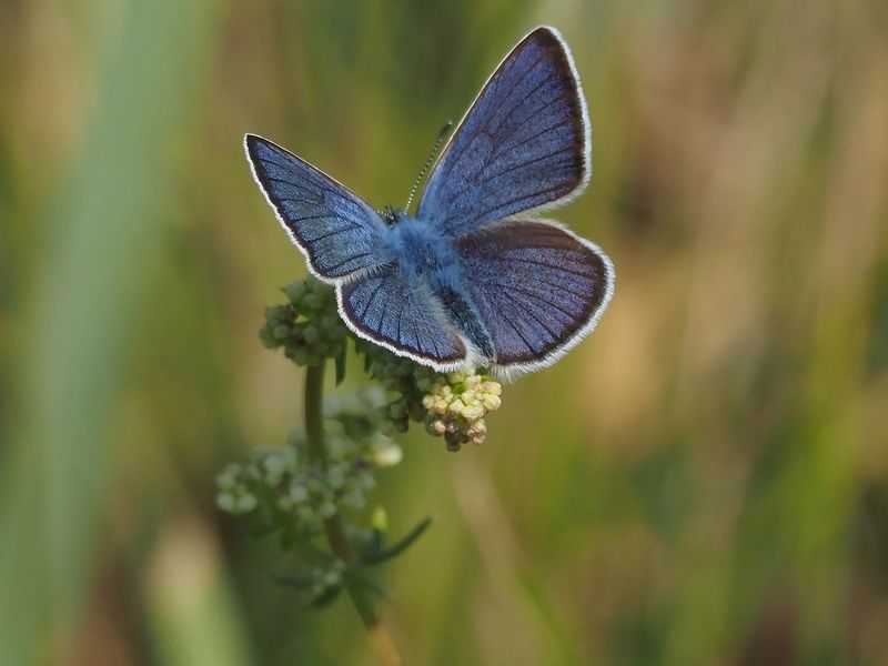 бабочка голубянкаphoto preview