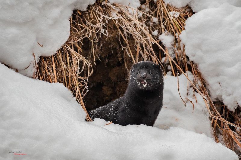 Норка фото превью