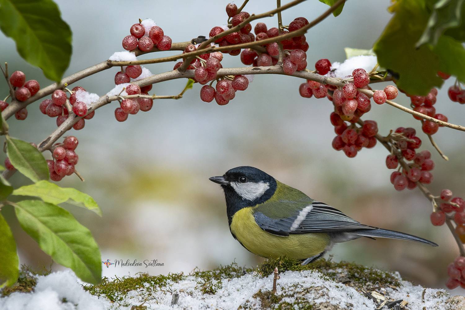 И у нас была зима.. Автор: Медведева Светлана фотоохота, зима, синица, большак, Медведева Светлана