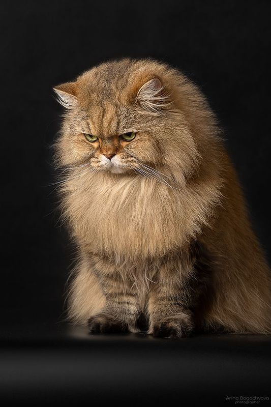 Лукасphoto preview