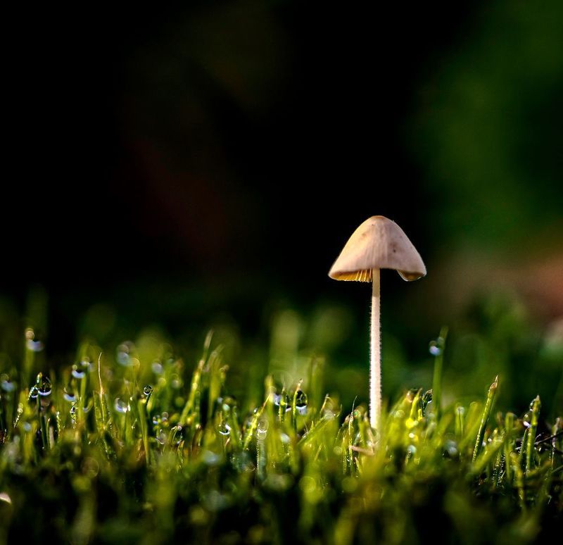 природа,грибы про грибыphoto preview