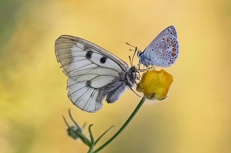 мнемозина, parnassius mnemosyne, голубянка, lycaenidae *** фото превью