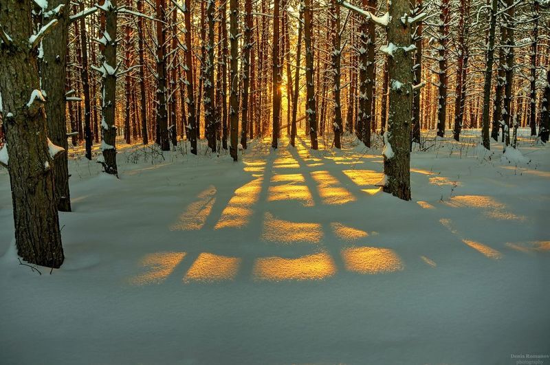 природа ,пейзаж ,зима ,лес ,закат ,nature ,landscape ,winter ,forest ,sunset ***photo preview