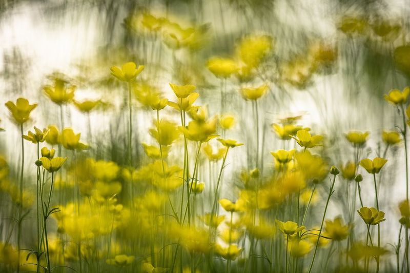 весна, май, россия, воронеж, красота, свет, цвет,  nikon d850 Настроение...photo preview