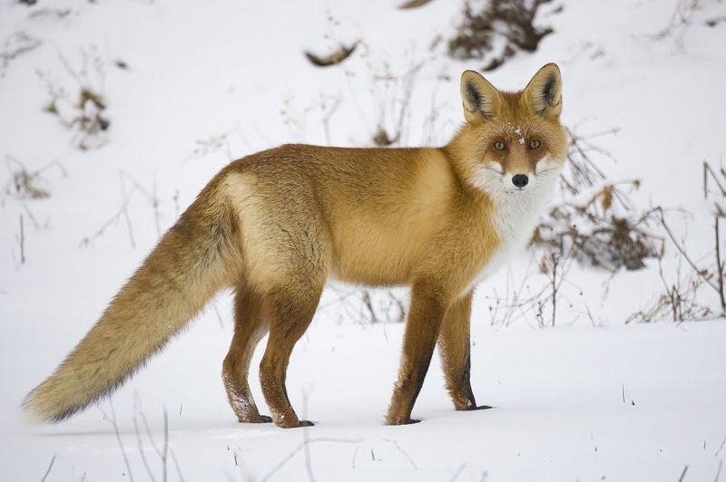 Хвост пушистый - лис здоровыйphoto preview