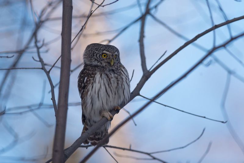 сыч, сычик, воробьиный сычик, сова, птица, птицы, лес, бор, зима, новосибирск Гроза мышейphoto preview
