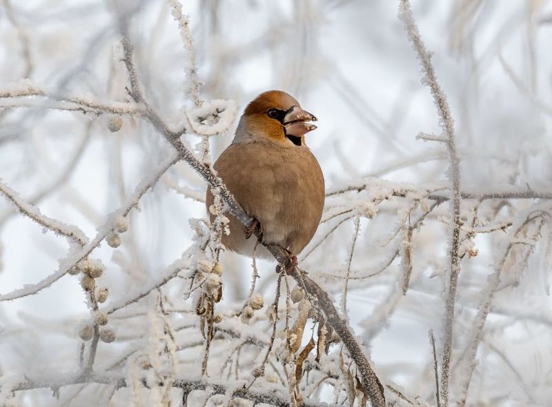 птица, дубонос, туман, обед, иней, Дубонос в тумане.(4 ФОТО)photo preview