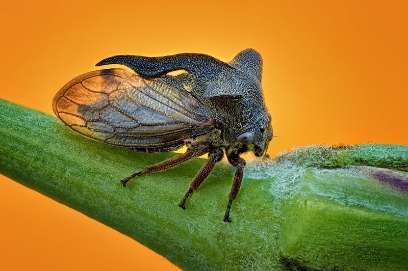 Centrotus cornutusphoto preview