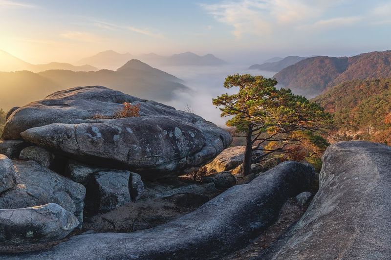 Abalonephoto preview