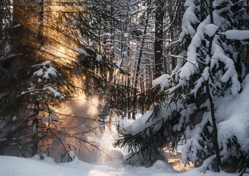 Снежный лесphoto preview