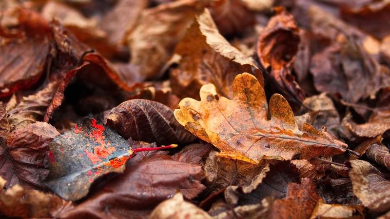 осень, лес, листья, грибы, беларусь Последние краски осениphoto preview