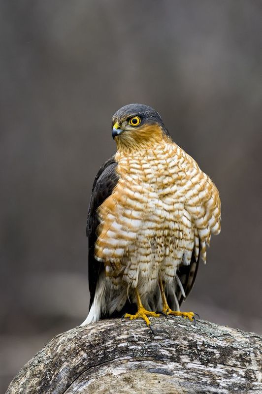 природа ***photo preview