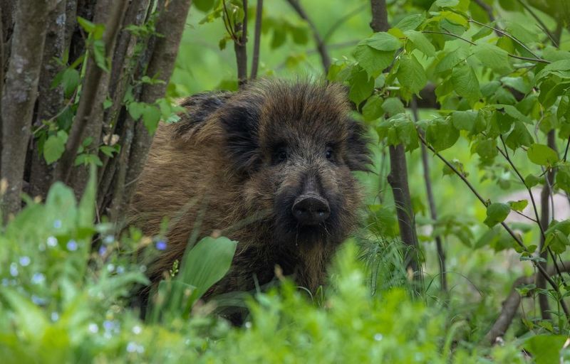 Молоденький лохматик. photo preview