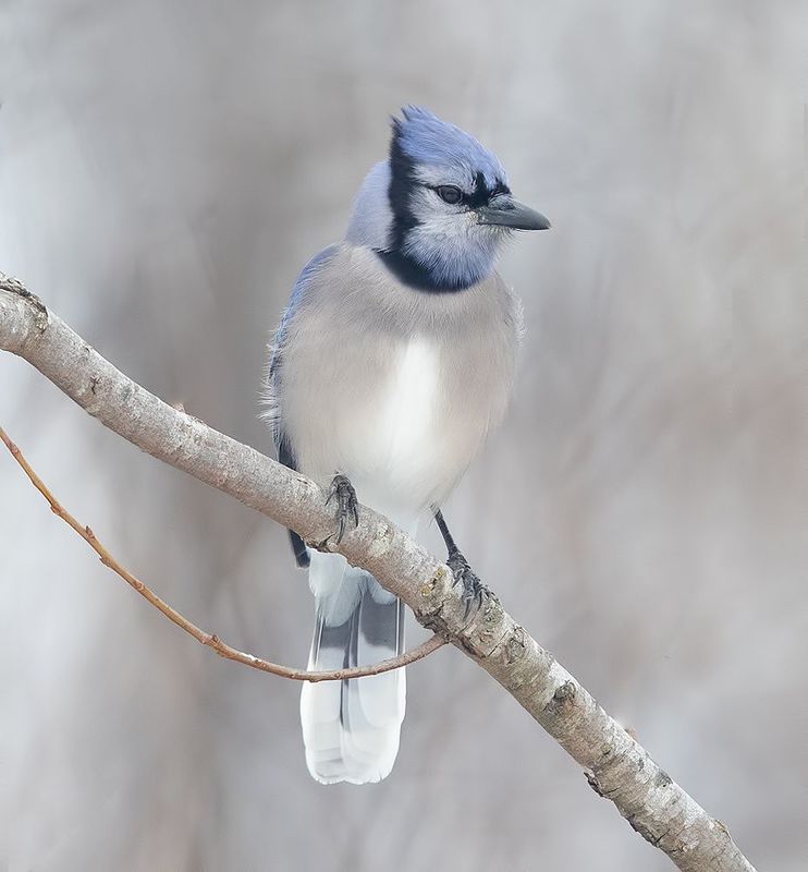 сойка, голубая сойка, jay, blue jay, зима Blue Jay - Голубая сойкаphoto preview