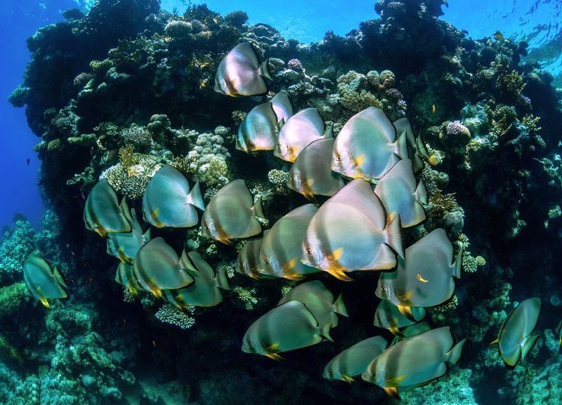 Стая платаксов в Красном море.photo preview