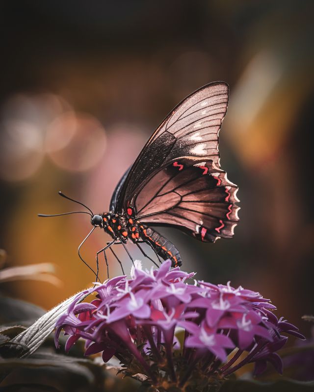 Melody of nature: from the sky to the oceanphoto preview