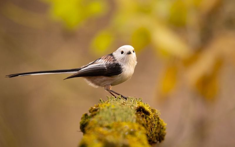 Long-teiled Tiphoto preview