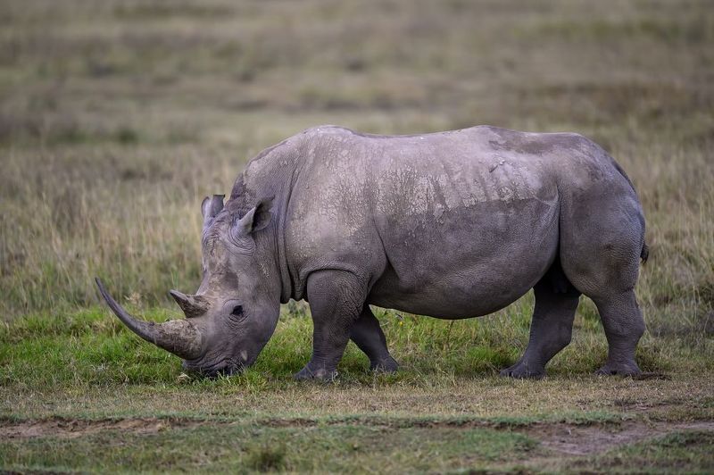 Носорогphoto preview