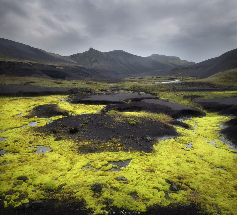 Желто-зеленый мох и черный вулканический песок Исландииphoto preview
