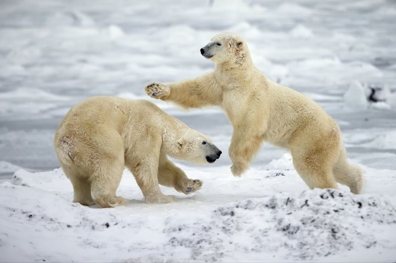 Мишкины будниphoto preview