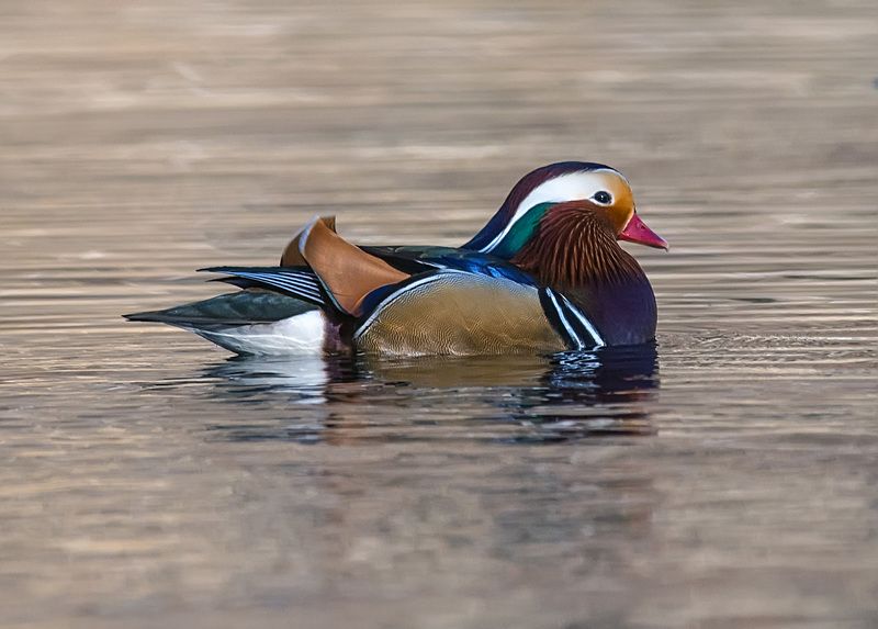 мандаринка, кабардино-балкария Мандаринкаphoto preview