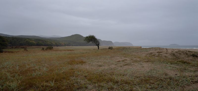 Россия, Приморский край, Лазовский заповедник, бухта Тачингоуза, одинокое дерево,  Ностальгия... фото превью