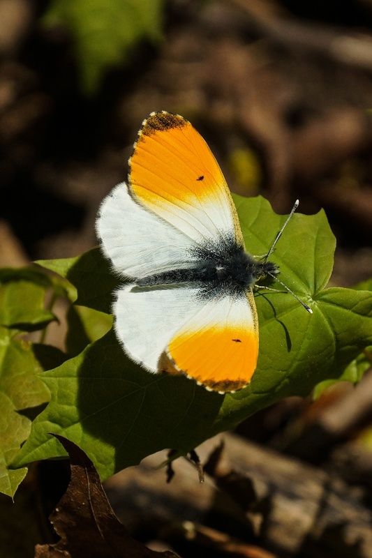 бабочки зорькаphoto preview