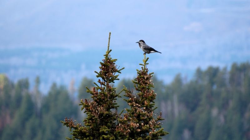 кедровка, птицы, красноярские столбы Выборphoto preview