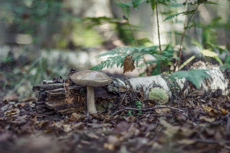 грибы, лес Лесные фотозарисовкиphoto preview