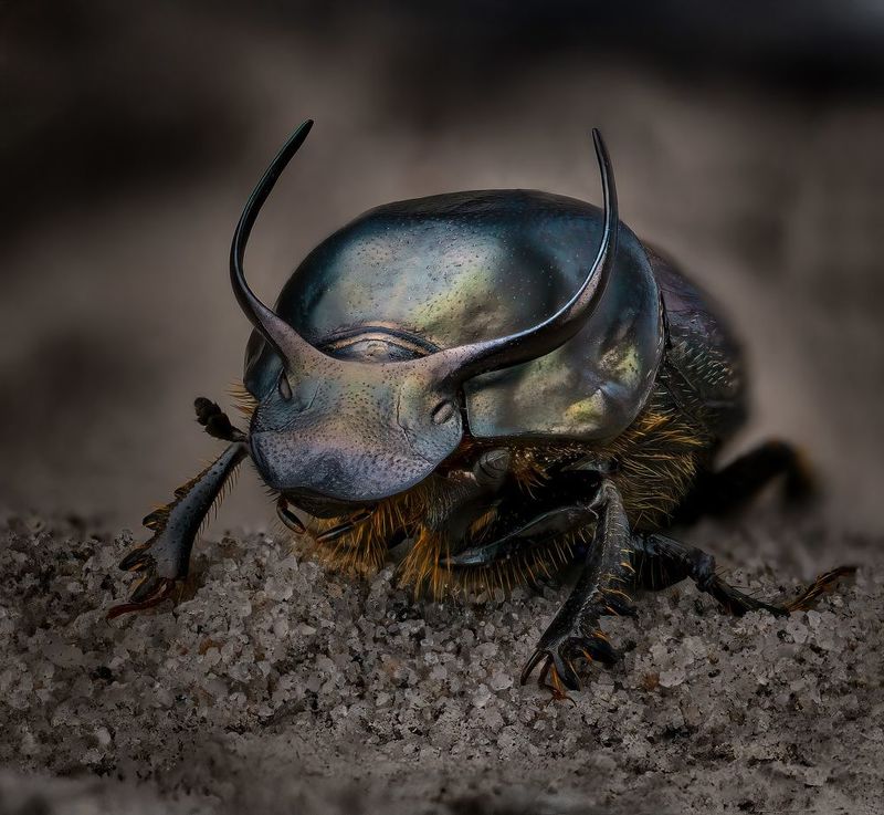 coleoptera, scarabaeidae, onthophagus taurus, калоед бык Taurus фото превью