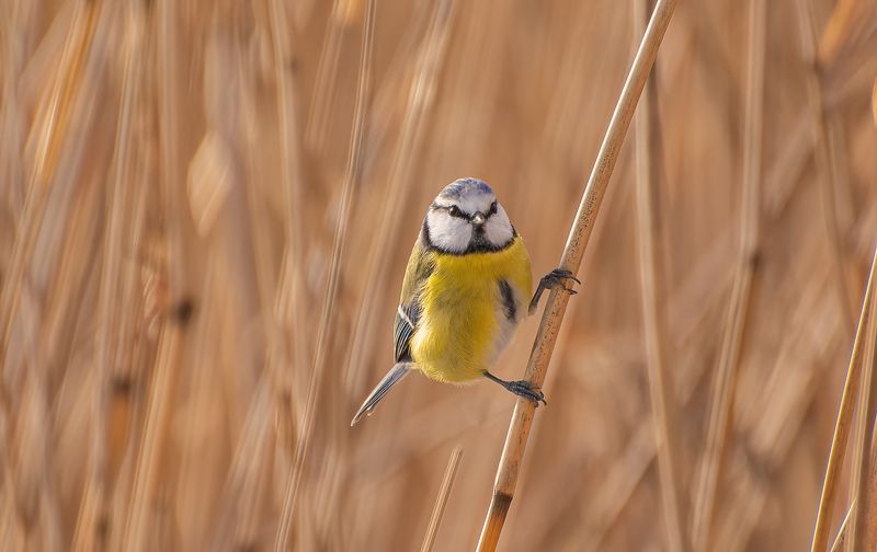 Лазоревка в камышах :)photo preview