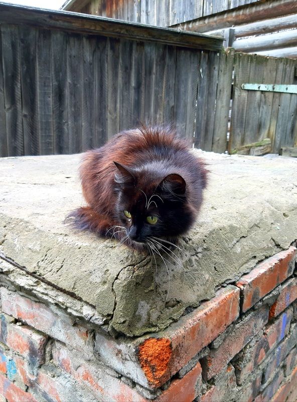 Котёнок  Котёнок из Суздаляphoto preview