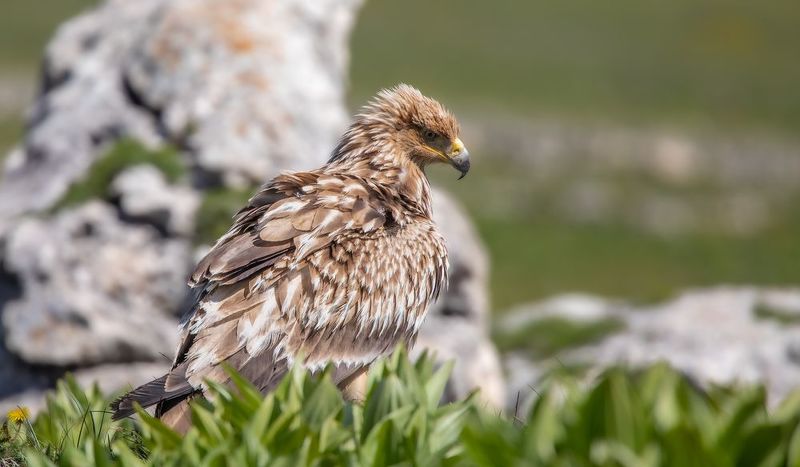 Призадумался.photo preview