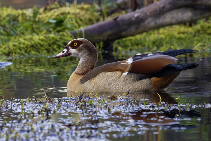 Нильский гусь.photo preview