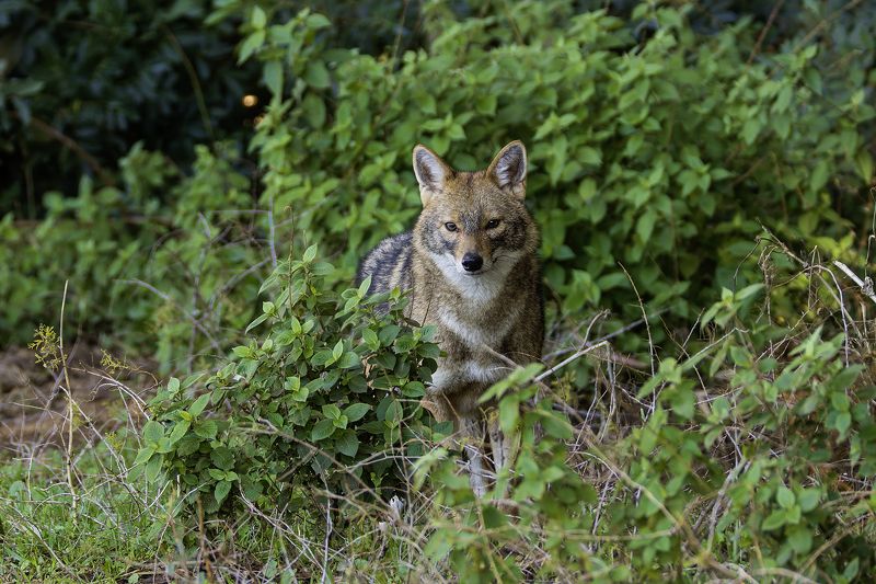 Золотистый шакал.photo preview