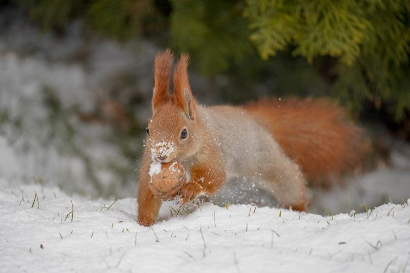 Добычаphoto preview