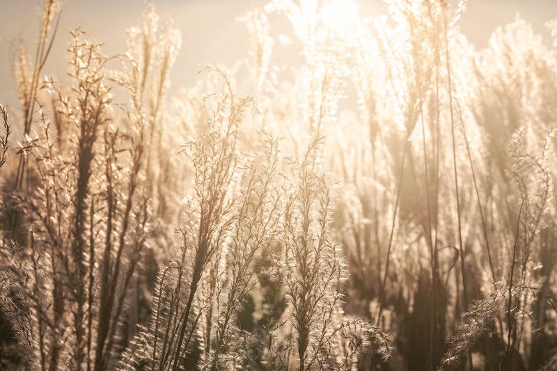 Приморские «метелки». Мискантус китайский…  Seaside \