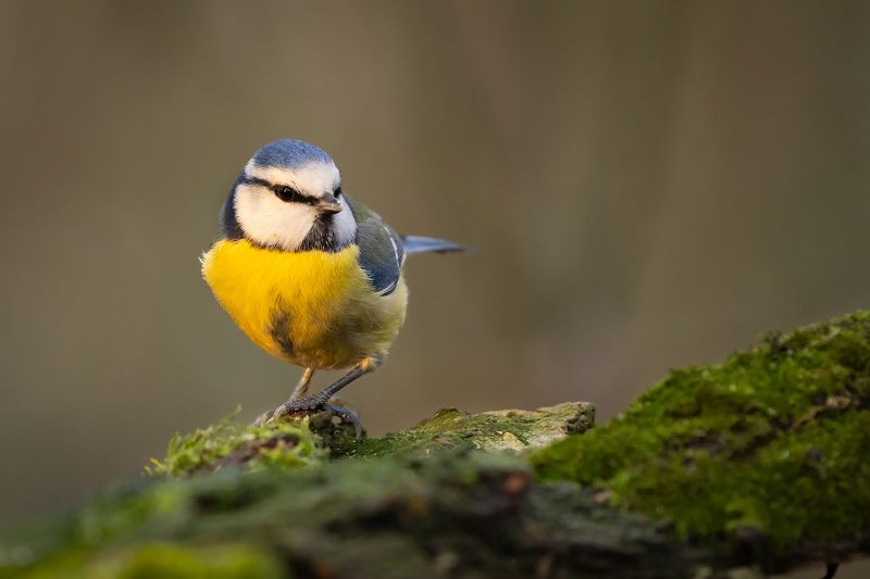 Titmousephoto preview