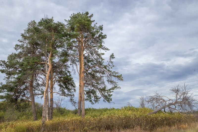 осень сосны Сосны... фото превью