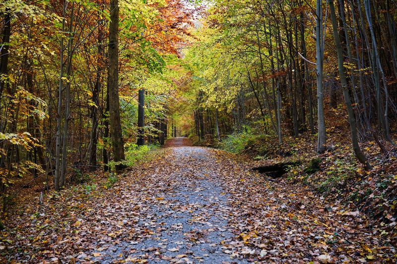 In autumnphoto preview