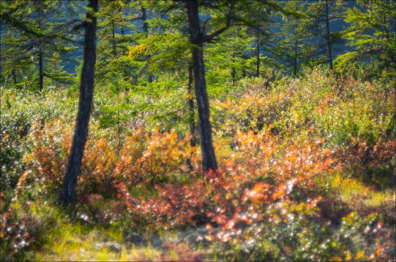 Грёзы у озёр Мечта и Анемонphoto preview