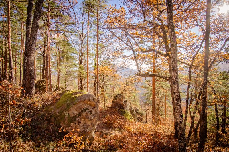 Свет осеннего лесаphoto preview