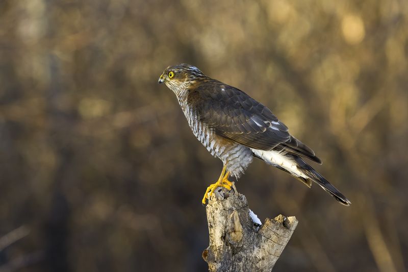 природа Ястреб-перепелятник(Самка)photo preview