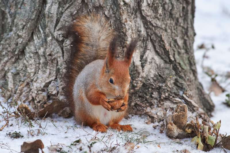 squirrel, volgograd, russia,  #photo preview
