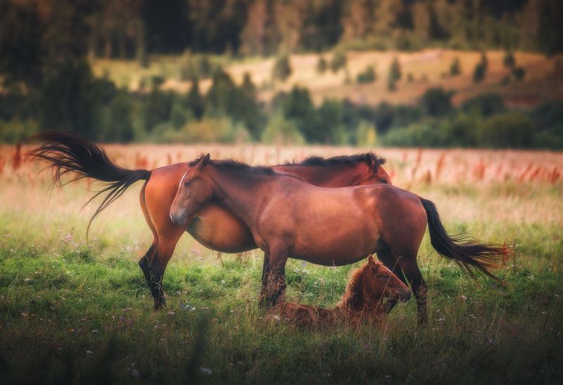 Семьяphoto preview