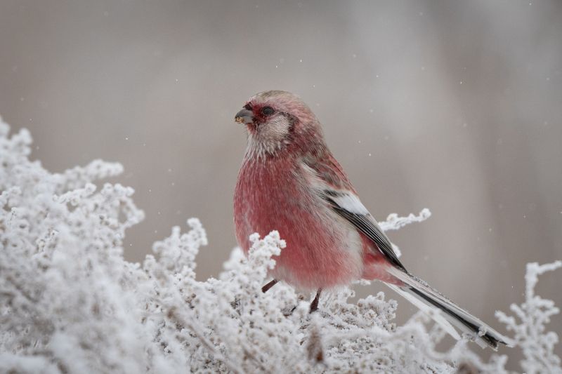 Урагус, снегирь, птицы, зима Урагусphoto preview