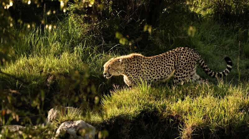 Охотникphoto preview