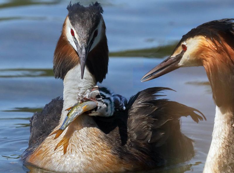 Чомга, птенец, обед Кушай, маленький, кушай… photo preview